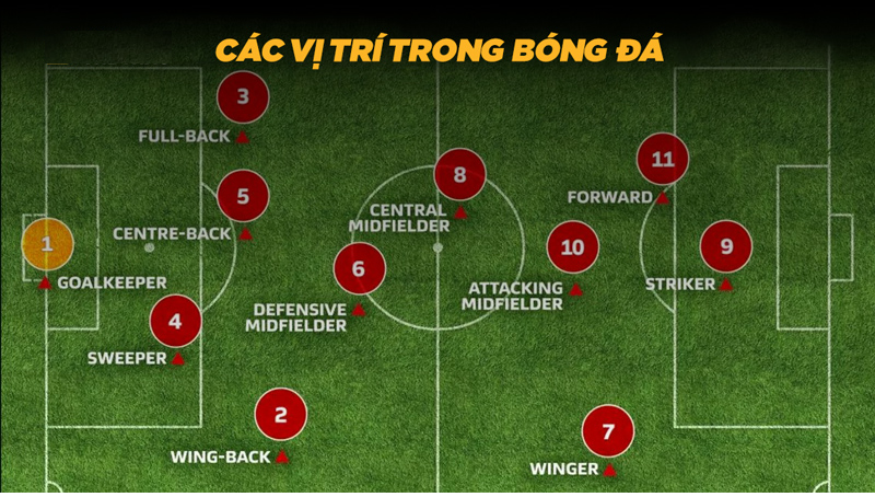 Các vị trí trong bóng đá và vai trò của từng vị trí khi thi đấu