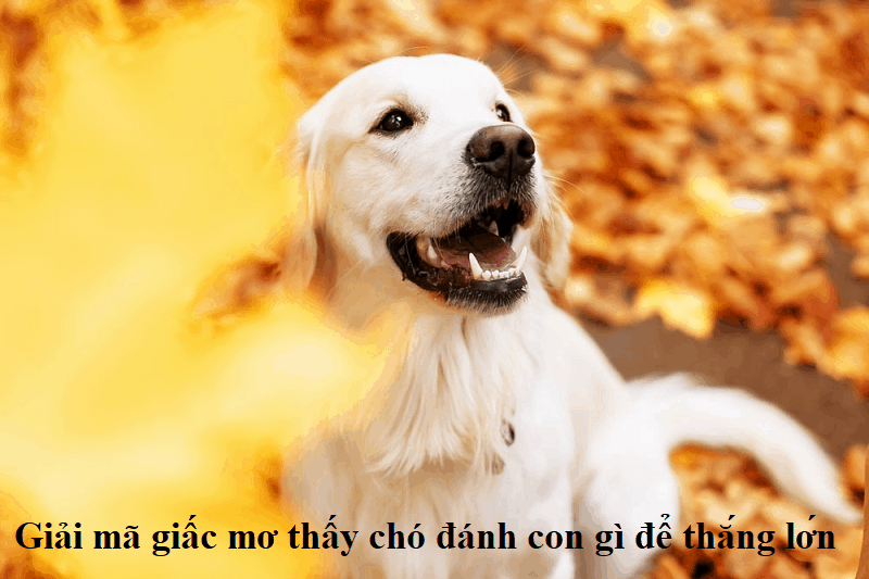 Giải mã giấc mơ thấy chó đánh con gì để thắng lớn