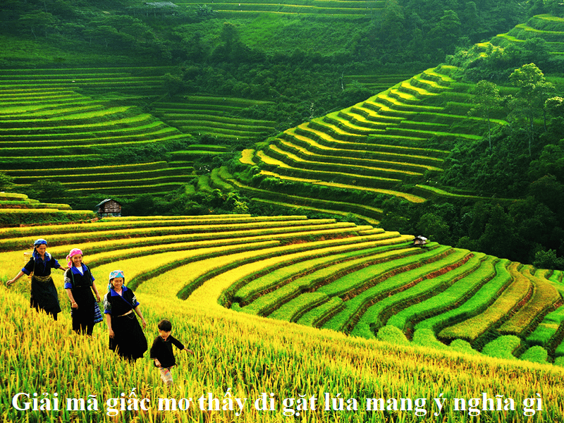 Giải mã giấc mơ thấy đi gặt lúa mang ý nghĩa gì