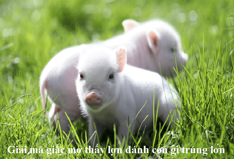 Giải mã giấc mơ thấy lợn đánh con gì trúng lớn