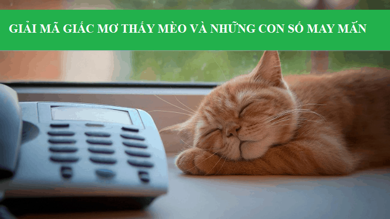 Giãi mã giấc mơ thấy mèo và những con số may mắn