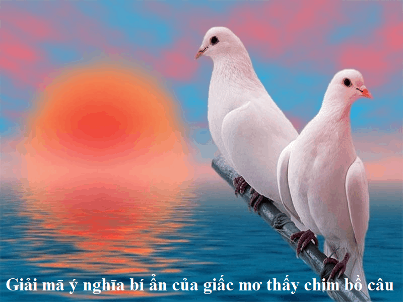 Giải mã ý nghĩa bí ẩn của giấc mơ thấy chim bồ câu