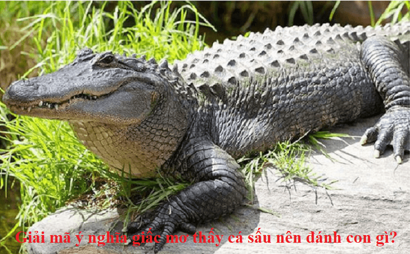 Giải mã ý nghĩa giấc mơ thấy cá sấu nên đánh con gì?