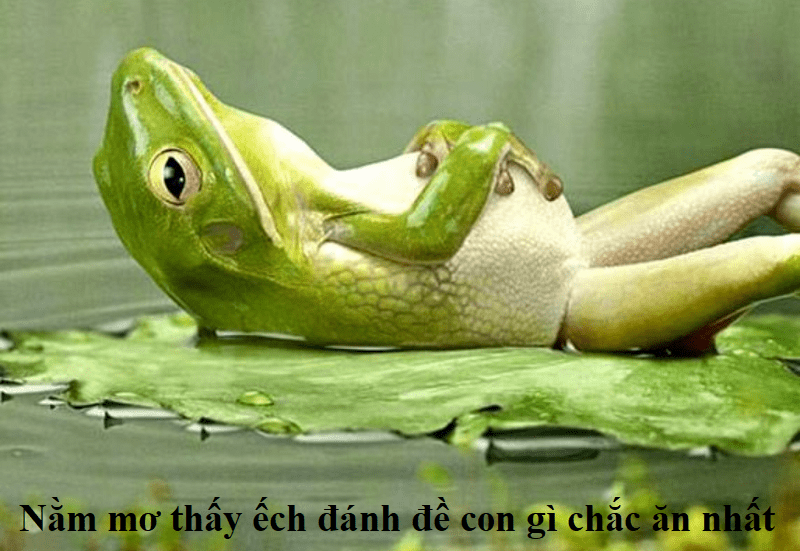 Nằm mơ thấy ếch đánh đề con gì chắc ăn nhất