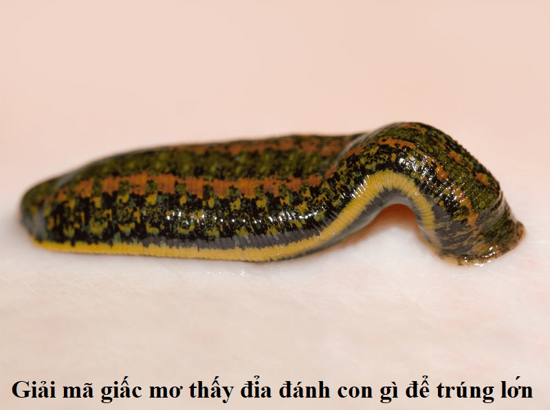 Giải mã giấc mơ thấy đỉa đánh con gì để trúng lớn